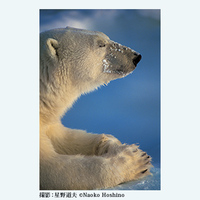 ◆終了◆ 写真展 星野道夫 悠久の時を旅する